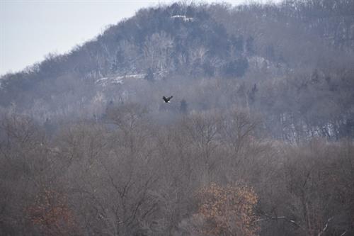 Bald eagle flying in sky over wisconsin river