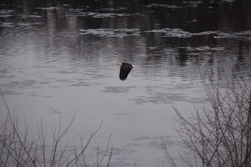 eagle flying low over wisconsin river