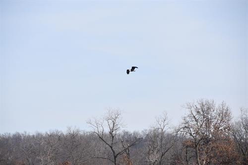 Bald eagle flying in sky