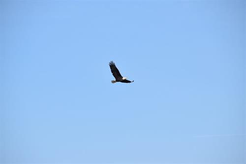 bald eagle flying in sky
