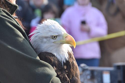 close up of a bald eagle
