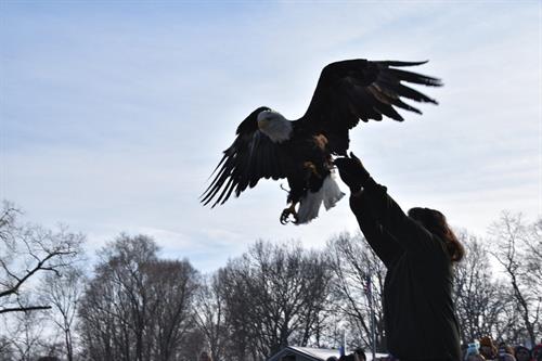 Woman releasing a bald eagle