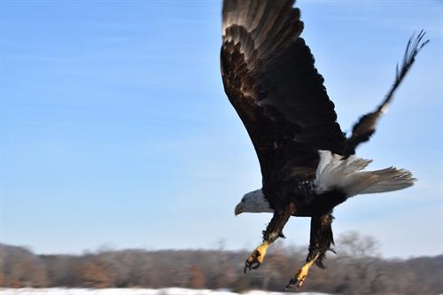 Close up of bald eagle flying