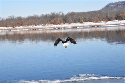 bald eagle flying over wisconsin river