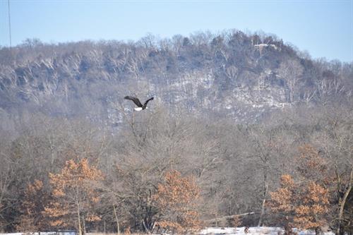 bald eagle flying over wisconsin river