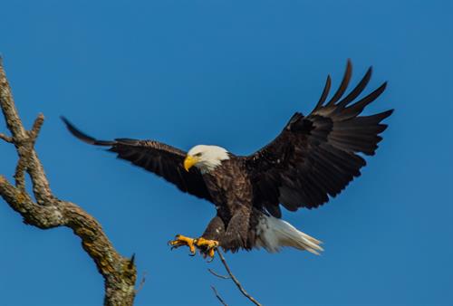 bald eagle landing on branch