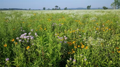A pollinator-friendly planting on the Badger Lands