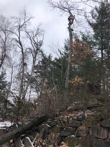 Climbing dead hazardous tree