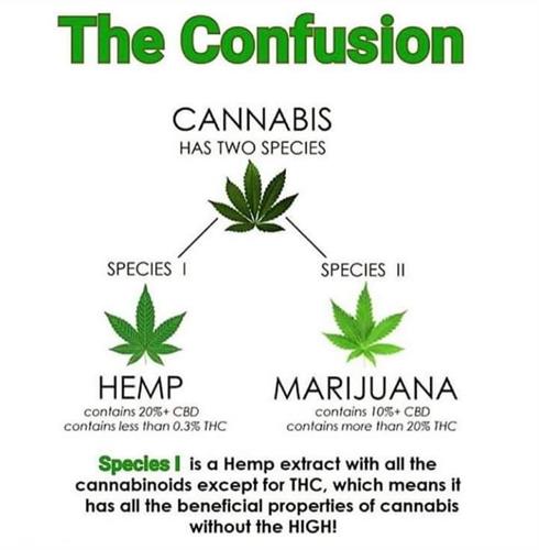 Hemp vs Marijuana graphic