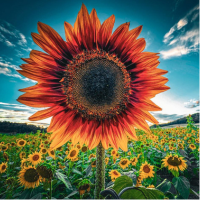 Sunnyside Dreams Farm
