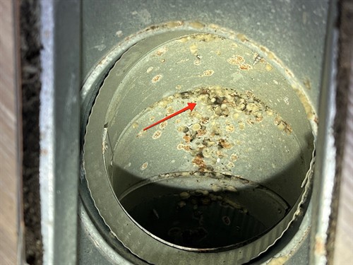 Mushrooms growing in the ductwork from excess humidity Mushrooms growing in the ductwork from excess humidity