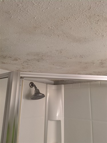 Bathroom ceiling growth Bathroom ceiling growth