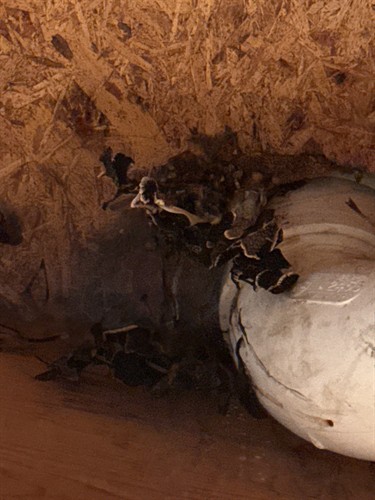 Mushrooms growing below a toilet leak Mushrooms growing below a toilet leak