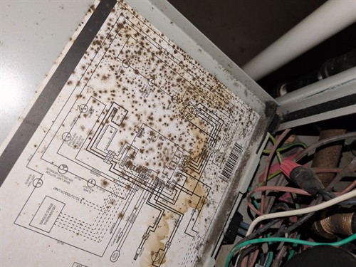 Growth inside the furnace Growth inside the furnace