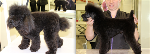 German trim on toy poodle before and after