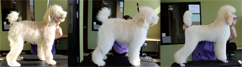 Before, during and after Standard Poodle trim