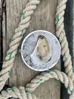 BUCK A SHUCK $1.50 Oysters