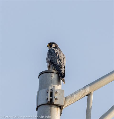 Peregrine Falcon (Photo: Peter Galvin) Peregrine Falcon (Photo: Peter Galvin)