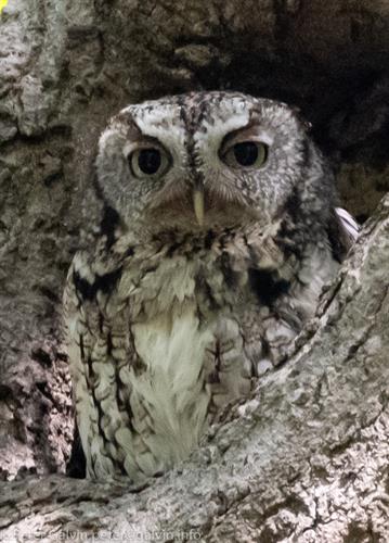 Eastern Screech Owl (Photo: Peter Galvin) Eastern Screech Owl (Photo: Peter Galvin)