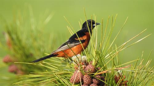 Orchard Oriole (Photo: Peter Leach)