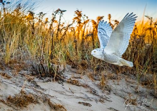 Snowy Owl (Photo: Kirsten Beale) Snowy Owl (Photo: Kirsten Beale)