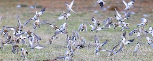 Snow Buntings (Photo: Peter Galvin) Snow Buntings (Photo: Peter Galvin)
