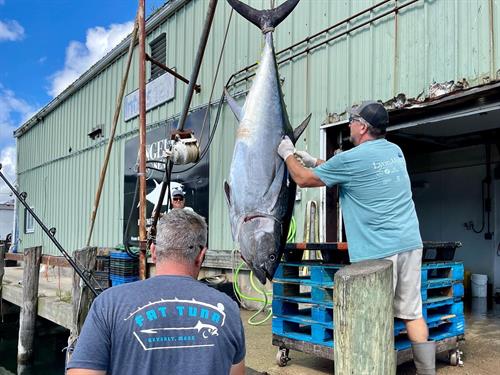 Bluefin Tuna offload with Wicked Tuna John Kusler of Newburyport