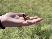 11th Annual Live Butterfly Release Memorial Event