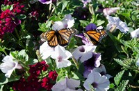 14th Annual Live Butterfly Release Memorial Event