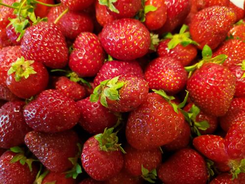 Fresh or frozen Strawberries