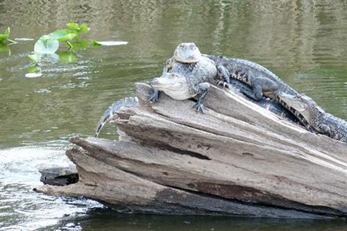 Black Hammock Airboat Rides on Lake Jesup. Largest alligator population in all of Florida!
