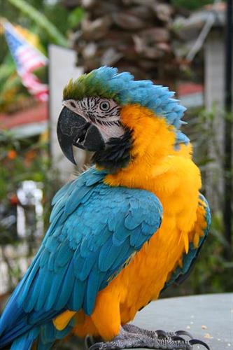 Morgan the Blue and Gold Macaw is part of the FREE Wildlife Exhibit at Black Hammock.