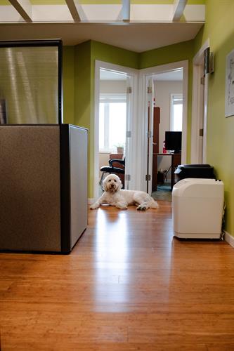 KennedyC's trusty office dog, Huck