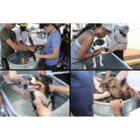 FAUNA Dog Wash Fundraiser