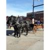 Carriage Rides in Downtown Pella