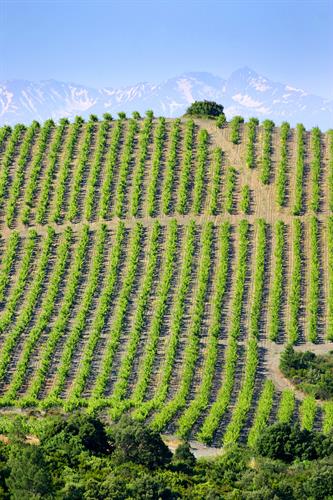 High altitude vineyards make great wine