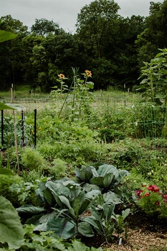 Community garden plots at Shepard Farm.