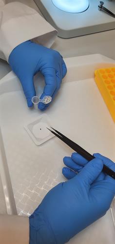 Transferring a tick to a sample tube for nucleic acid extraction