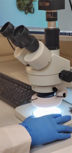 Identifying ticks under the microscope before testing them for pathogens