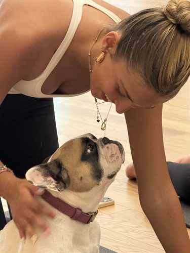 Roxy our Studio Frenchie 