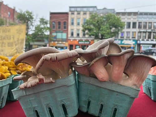 Blue Oysters from Amherst Mushroom Company