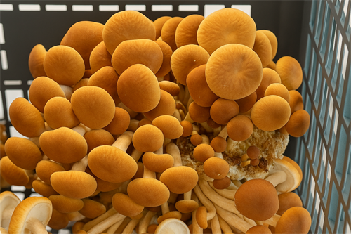 Pioppino mushrooms from Amherst Mushroom Company