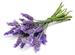 Benefits of Natural Plant Essential Oils