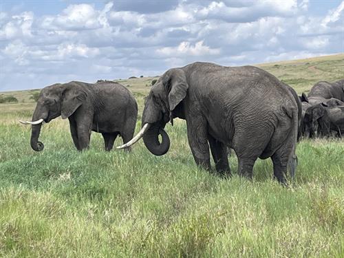 Friends we meet on safari