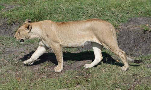 Safari resident (no zoom lens used)