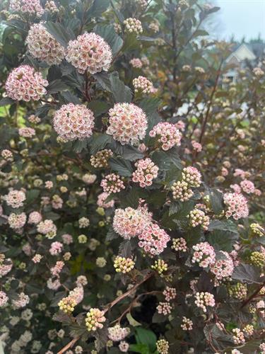 Gallery Image Diablo_2025.jpg