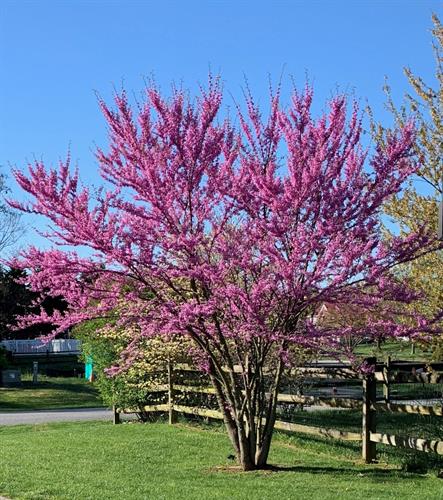 Gallery Image Eastern_Redbud_Cercis_canadensis.jpg