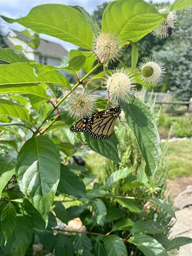 Gallery Image IMG_3963.jpg