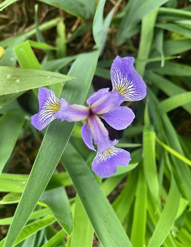Gallery Image Iris_versicolor_2025.jpg
