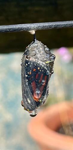 Gallery Image Monarch_chrysalis_Zoom.jpg